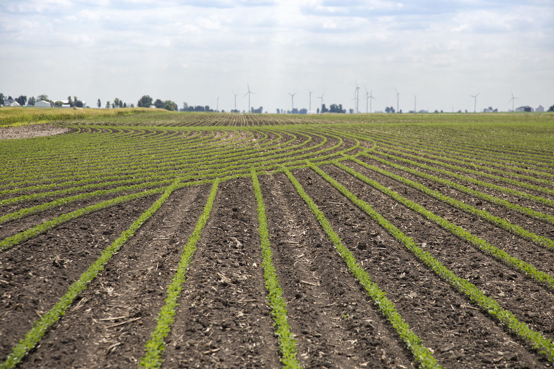 SOYBEAN SPLENDOR